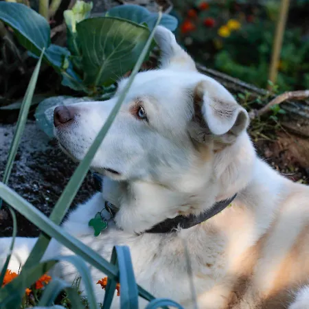 Frühstückspension Moro - Family House Domodossola